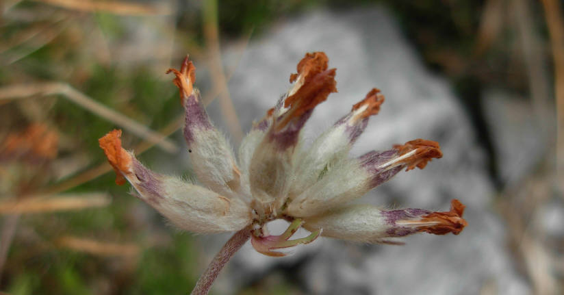 Cerco foto infruttescenza di Anthyllis